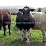 Tina-Avans subvenţii bovine