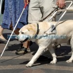Guide dog
