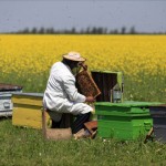 Tina-Legea apiculturii