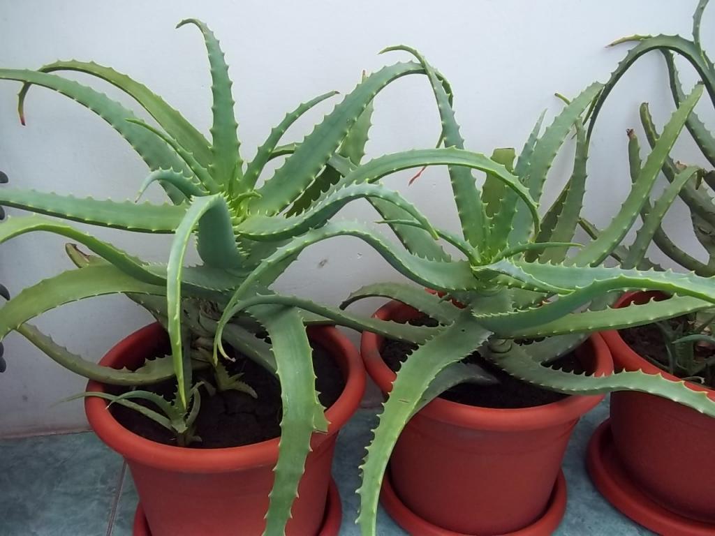 Aloe vera planta comestibila