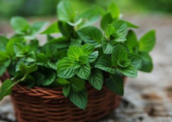 Menta în reţetarul bucătarilor din toată lumea